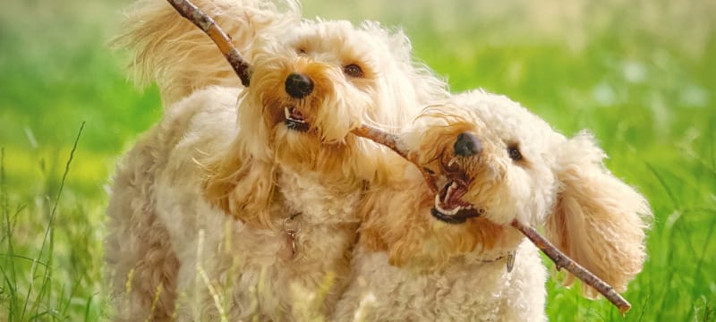 Two fluffy Cockapoos with light golden, curly coats joyfully play together in a green outdoor setting, each biting onto the same stick. Their expressive faces and lively posture capture a moment of fun and companionship.